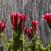 11 Rainy Season Flowers For Your Garden
