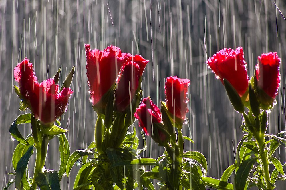 11 Rainy Season Flowers For Your Garden