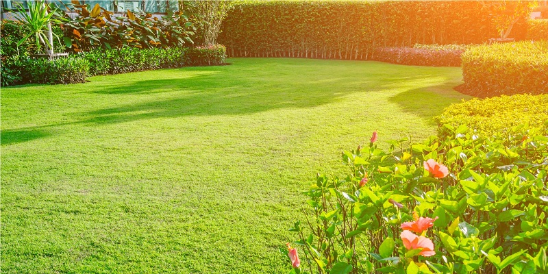 Easy Ways to Maintain a Healthy Lawn
