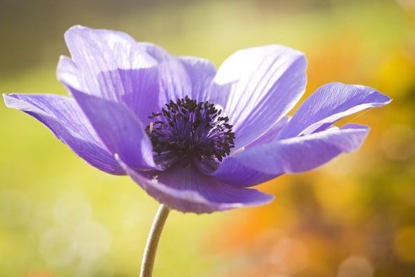 Top 6 Purple Flowers In Da World